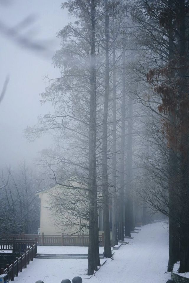 武漢的雪，落在了木蘭山之上