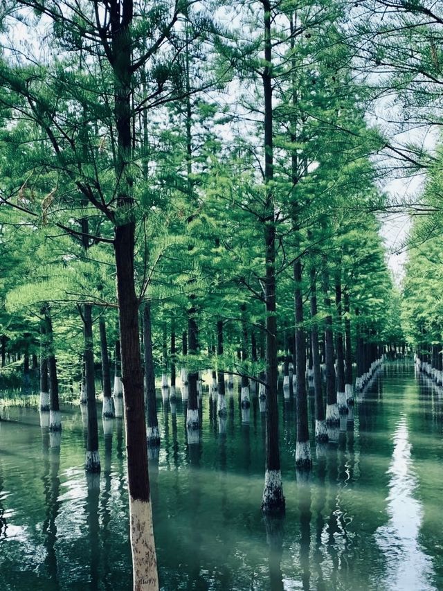 洪澤湖濕地宿遷絕美水上森林