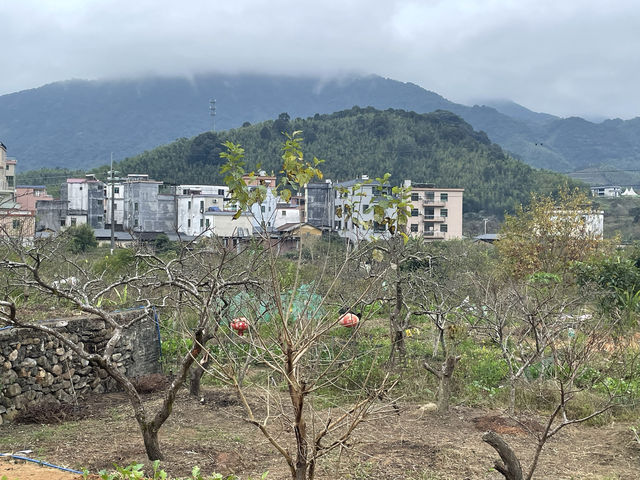 溪頭村匆匆一瞥