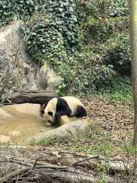 雲南野生動物園！超詳細攻略！