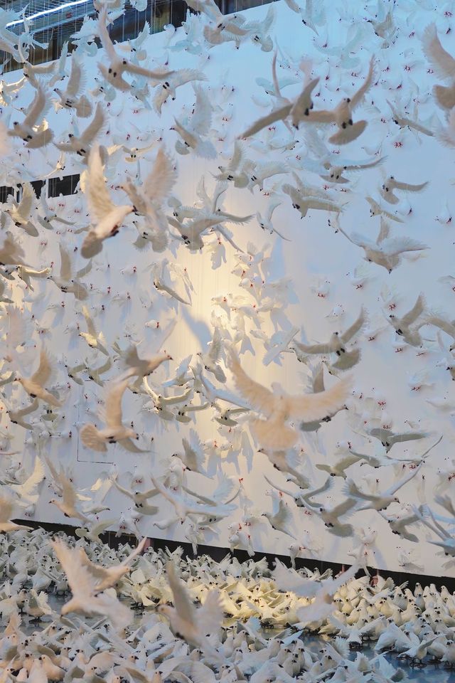 來成千上萬隻白鴿展拍照啦