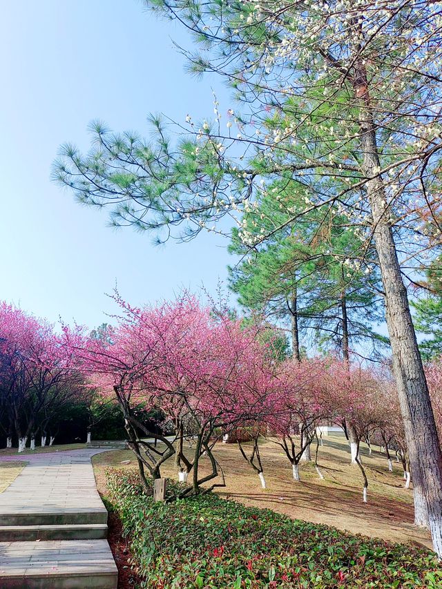 浙江義烏香雪報春園，松梅同框，清新雅致