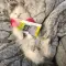 Foster_Bella_24