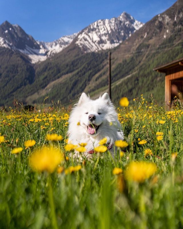 Discover the Magic of the Dolomites: Which Postcard is Your Favourite? 🇮🇹😍