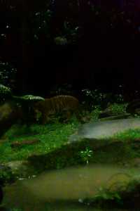 新加坡夜間動物園攻略，一定記得要徒步！
