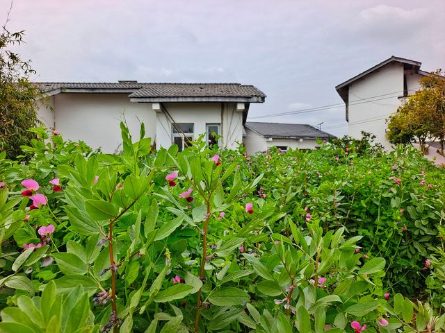 自貢牛佛龍骨山莊桃花盛開