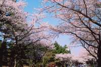 【典農路·濟州島】——尋覓櫻花鼻祖，共赴一場春日粉色盛宴