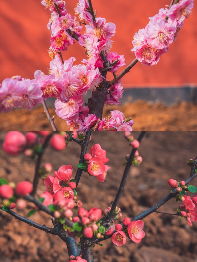 心不雜念去賞花!當玉蘭花遇見清千年古剎清涼寺! 心不雜念去賞花!當玉蘭花遇見清千年古剎清涼寺!