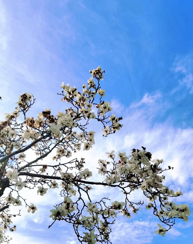 3月，正是月湖公園賞花的好時節！