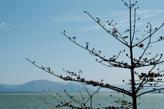 冬日裡的無盡夏@深圳灣公園  深圳市區其實蠻好玩的