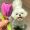 Bell_94 Ivy