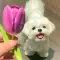 Bell_94 Ivy