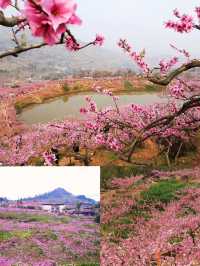 龍泉桃花開了，成都8個賞花地方推薦