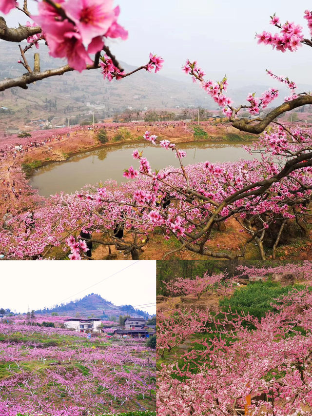龍泉桃花開了，成都8個賞花地方推薦