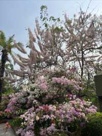 西雙版納熱帶花卉園