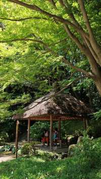 【夏日東京綠】小石川後樂園：深綠淺綠抹茶綠裡愜意一刻