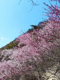 西安‖藍田‖三鳳山桃花季上線