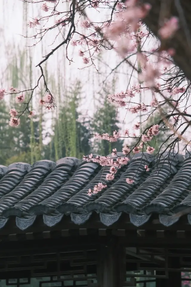 The stunning beauty hidden inside the Zizhuyuan Park