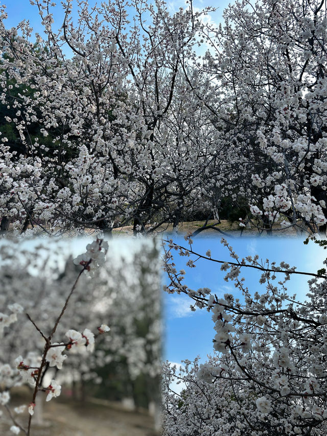 奧森遛娃感受春日滿園花開的浪漫