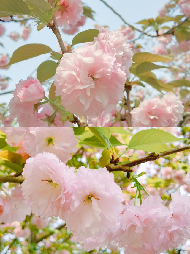 長沙小眾賞花：粉色晚櫻的浪漫邂逅|||