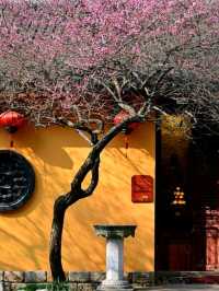 Beautiful Temple Surrounded by 🌸Blossoms🌸 