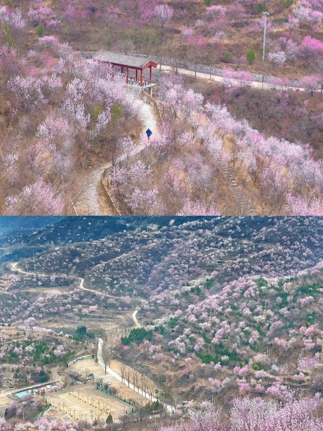 北京看十里桃花