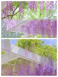 魔都頂流紫藤瀑布
