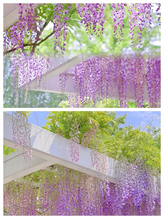 魔都頂流紫藤瀑布
