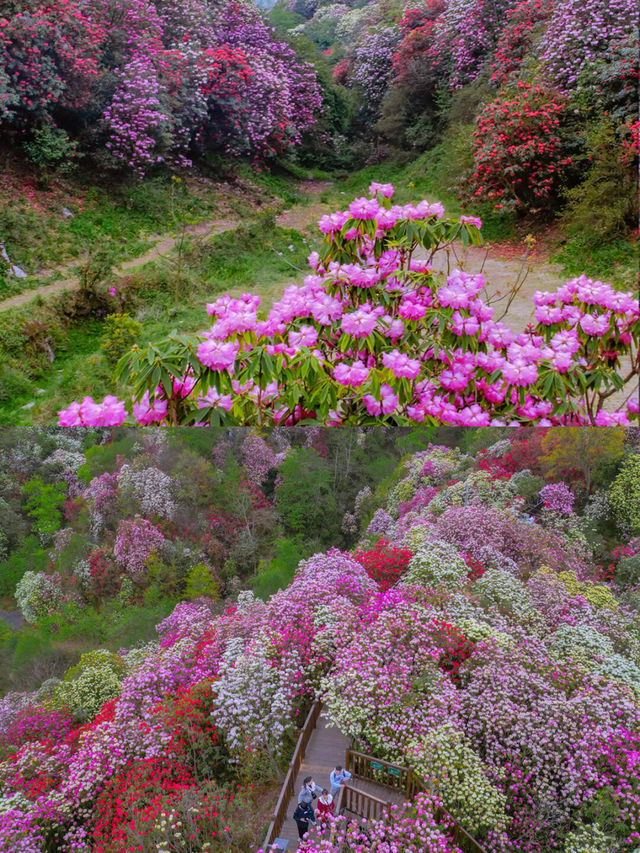 高鐵直達地球花園剛拍的貴州杜鵑花海