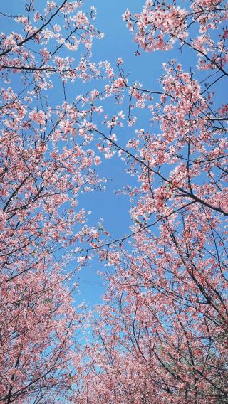 Changning Million Cherry Blossom Garden