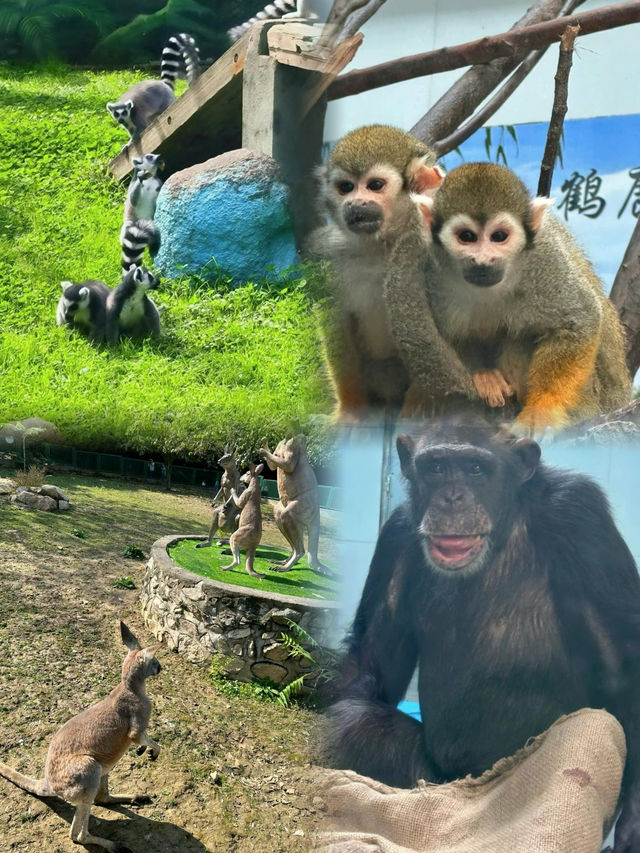 五一遛娃絕佳去處秦嶺野生動物園，生態王國