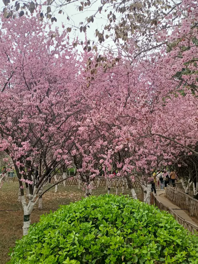 지난의 봄