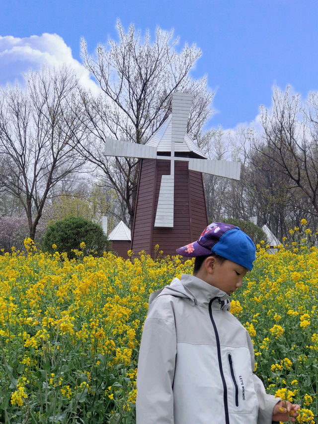春遊季｜太愛這片金燦燦的春和景明