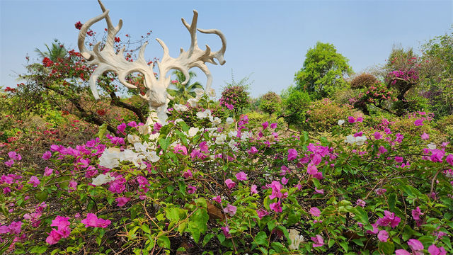 老媽的生日旅行·玩·景洪·西雙版納熱帶花卉園