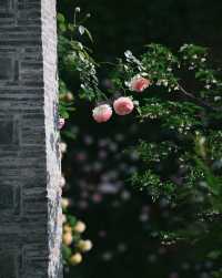 南京熙南里最美的15面花墙，上線了