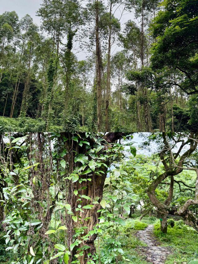 發現廣州版塞爾達森林這地方藏得夠深啊