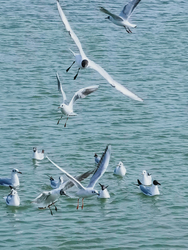 烏海旅遊｜初夏觀鳥 五一在烏海湖畔遇見紅嘴鷗