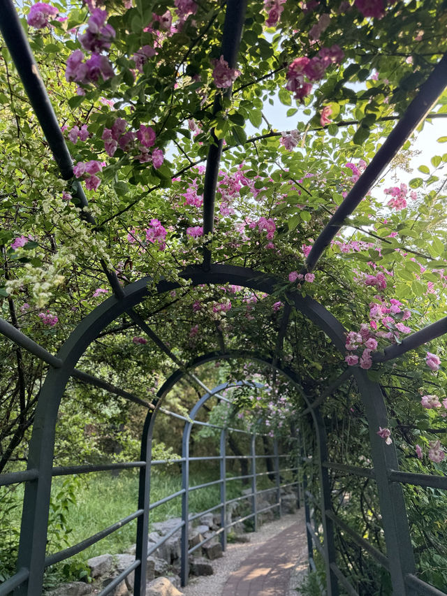 泉城公園識植物