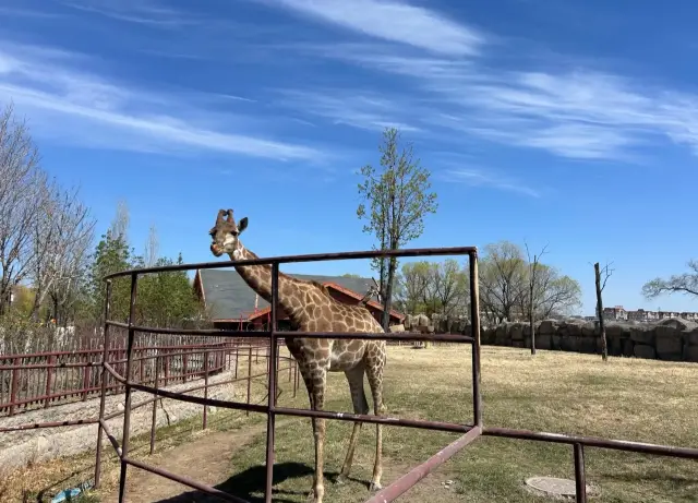 黑龍江齊齊哈爾龍沙動植物園‖齊齊哈爾必打卡景點之一