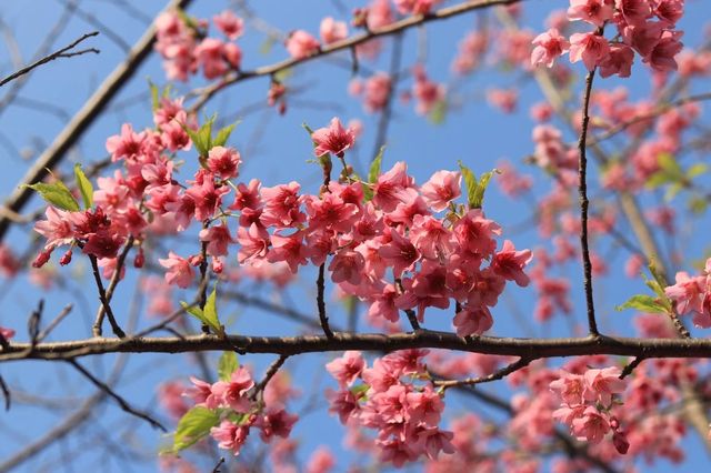 春日來信-翔安妙高山櫻花開了。