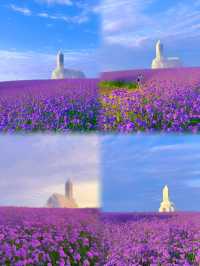 「成都版普羅旺斯」夢幻紫花海圓你公主夢