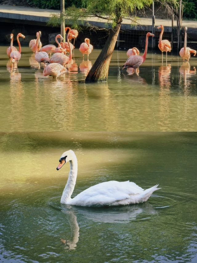 廣州南沙原生態竹子打造的水鳥世界生態園