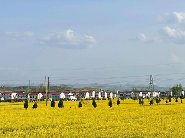 洋縣油菜花攻略