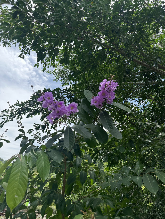 野象谷