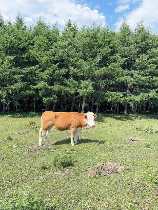 山西婁煩縣皇姑山