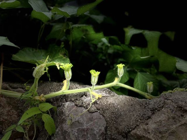 連南千年瑤寨。