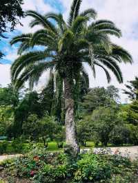 魅力索契，奇幻索契植物園｜黑海之濱的熱帶綠洲之旅。