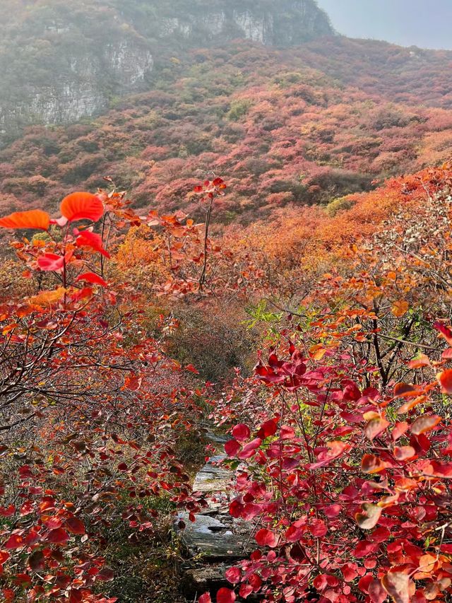 快來藥王谷看紅葉了，太美了吧。
