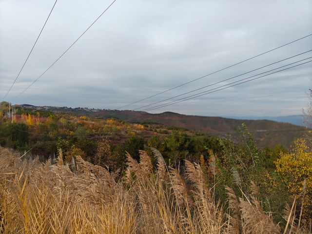 崛圍山秋景~紅楓黃葉綠樹蒼柏美不勝收。