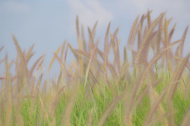 10月深圳花海大爆發。